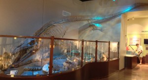 mosasaur